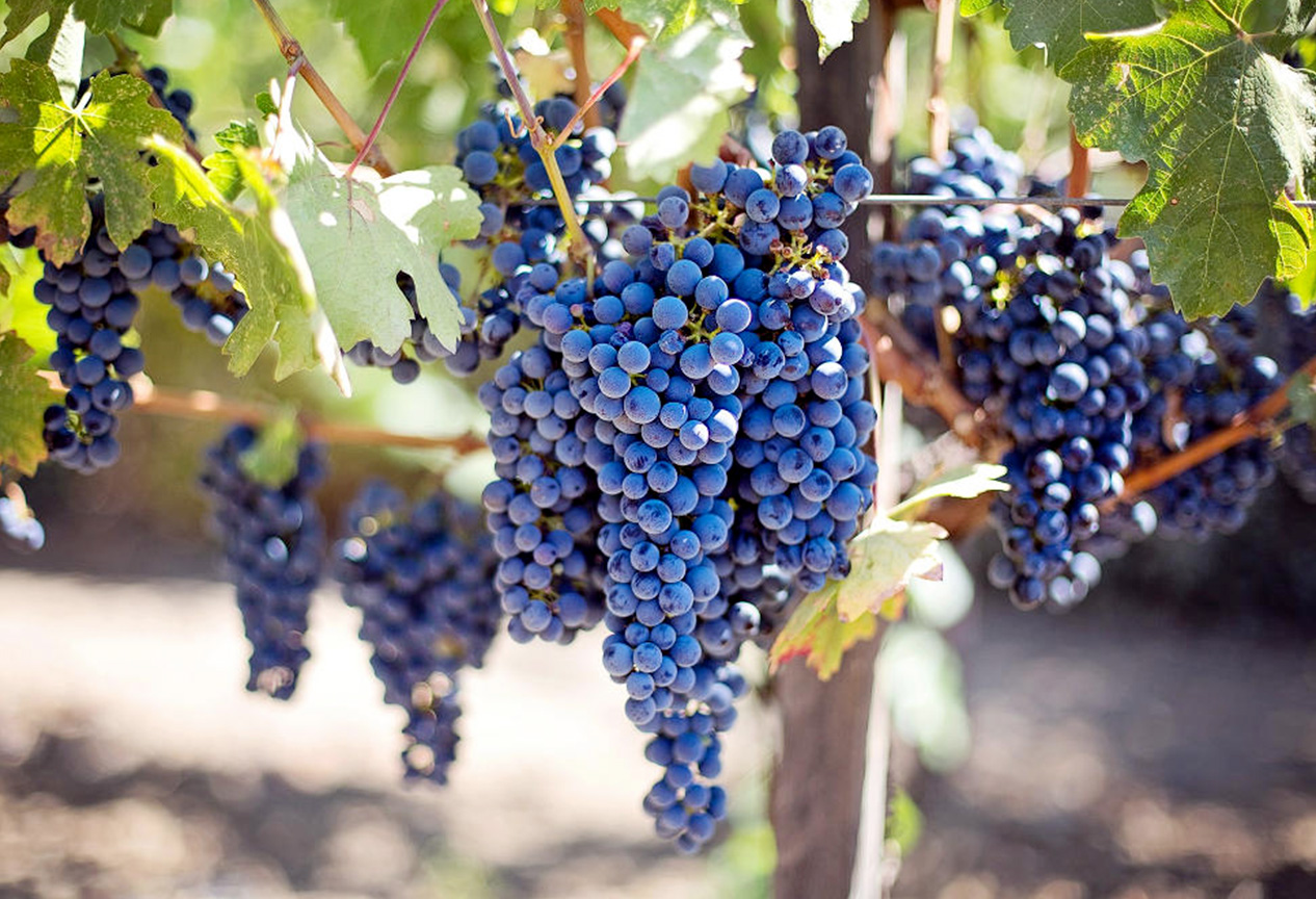 vino